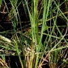 Carex diandra -- Draht Segge